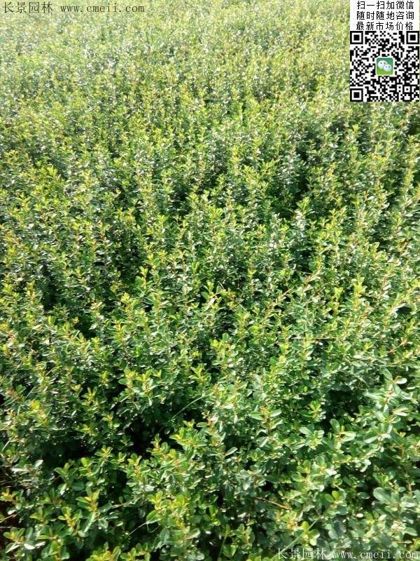 火棘--長景園林 火棘--長景園林