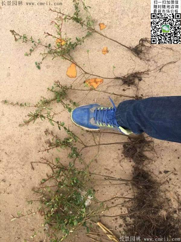 火棘--長景園林 火棘--長景園林