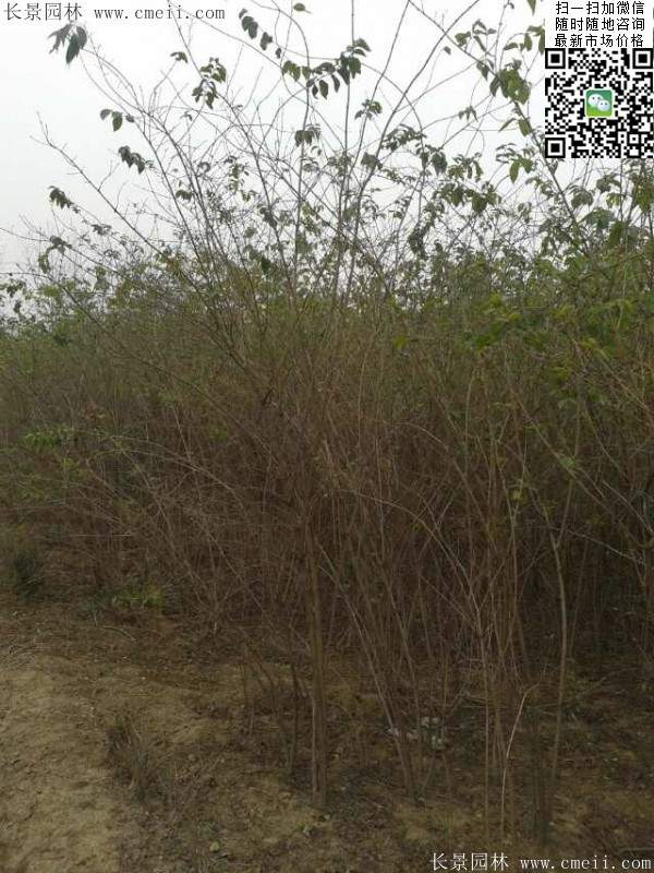 2米高的金銀木多少錢一棵 2米高的金銀木多少錢一棵