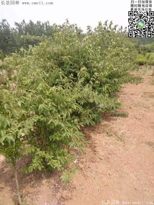 金銀木基地 金銀木基地