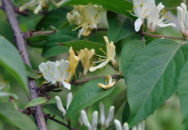 金銀木基地 金銀木基地