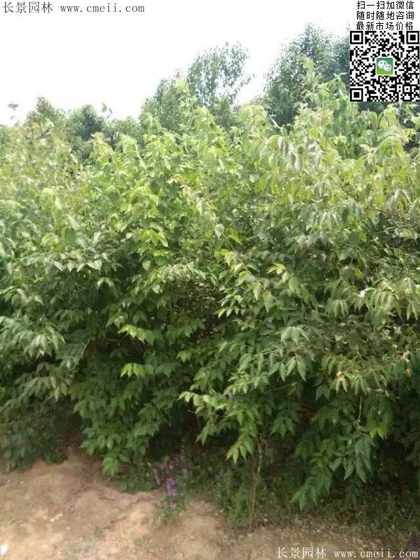 沭陽的金銀木 沭陽的金銀木