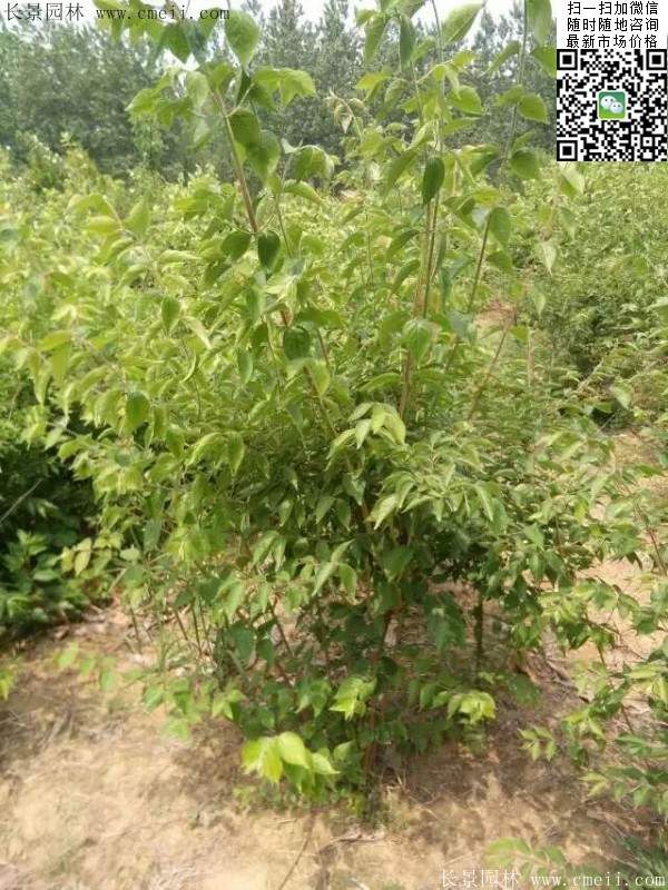 2016年金銀木的市場行情 2016年金銀木的市場行情