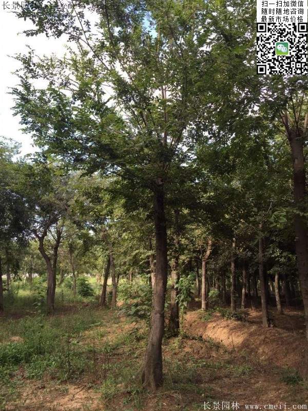 大規格櫸樹 大規格櫸樹