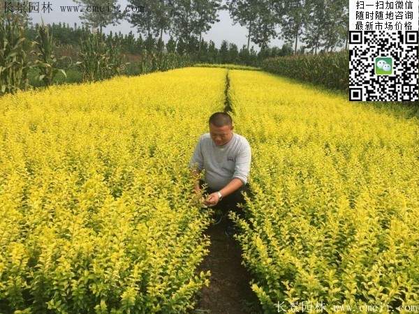 金葉女貞--長景園林 金葉女貞--長景園林