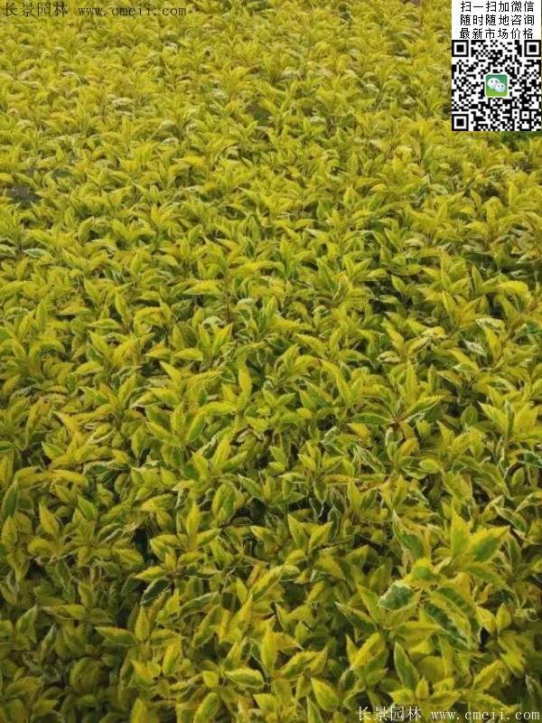 連翹--長景園林 連翹--長景園林