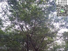 櫸樹不管是在綠化界，還是在建筑界都會令你刮