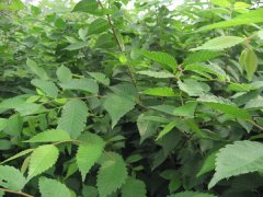 什么都是有身價的，那櫸樹的身價是多少呢？