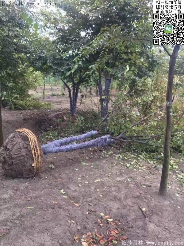 櫸樹綠化 櫸樹綠化