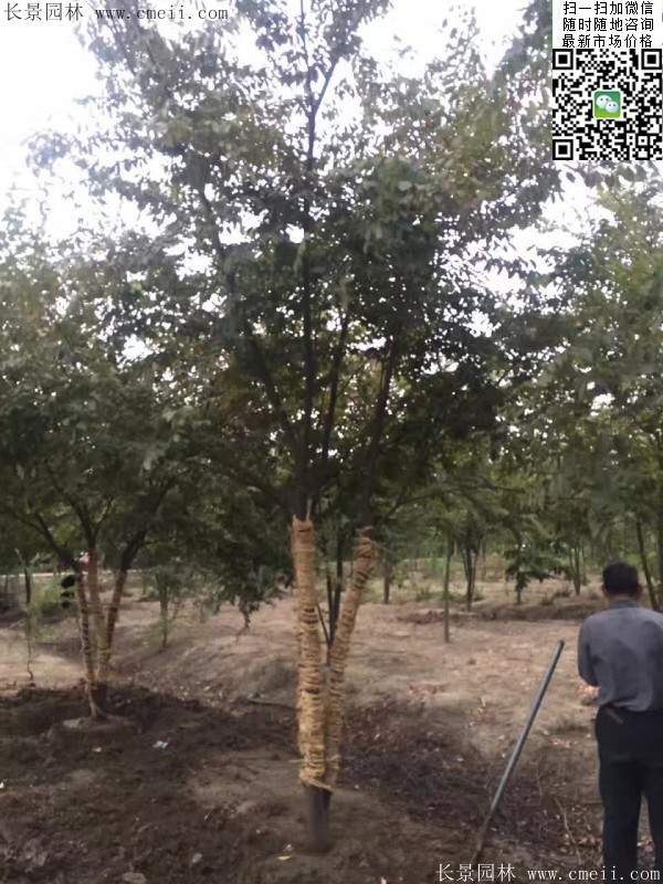 櫸樹綠化 櫸樹綠化