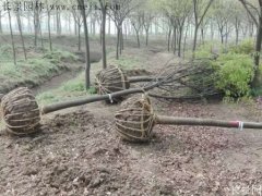 櫸樹還有這一層意思??！到底是“種櫸”還是“