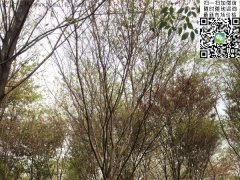 這個秋季讓櫸樹占盡了風采，你還在持觀望的態