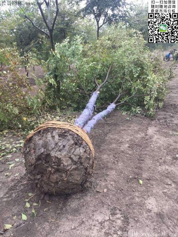 三棵櫸樹的故事 三棵櫸樹的故事