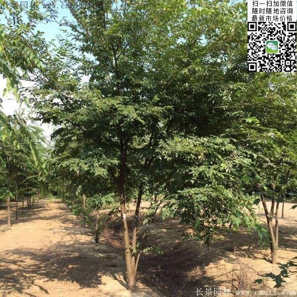 三棵櫸樹的故事 三棵櫸樹的故事