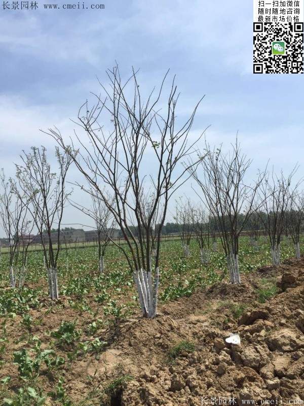 三棵櫸樹的故事 三棵櫸樹的故事