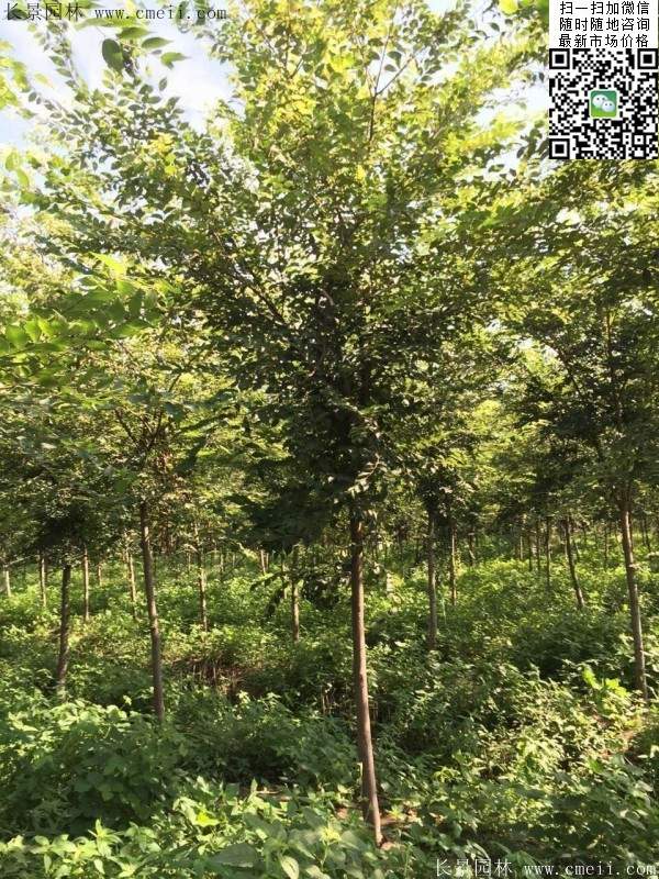 櫸樹紅櫸樹 櫸樹紅櫸樹