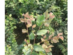 紅櫸與櫸樹有什么不同？