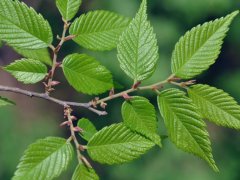 重大新聞！較大的櫸樹基地照曝光了，貌似價格