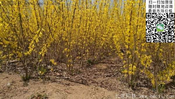 連翹--長景園林