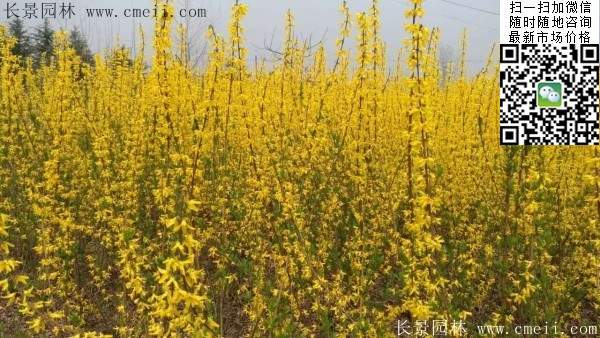 連翹--長景園林 連翹--長景園林