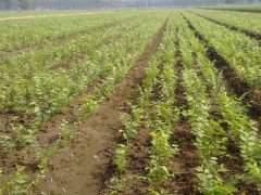 顯赫一時的櫸樹，它的過去、現在、未來是什么