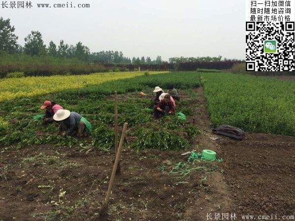 衛矛--長景 衛矛--長景