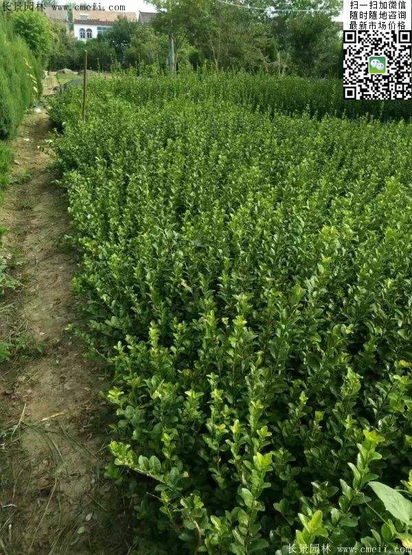 衛矛--長景 衛矛--長景