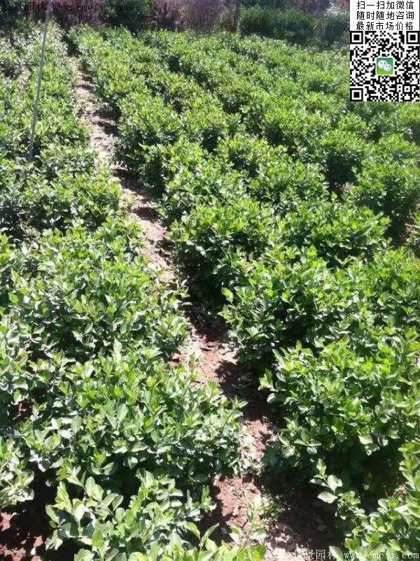 衛矛--長景 衛矛--長景