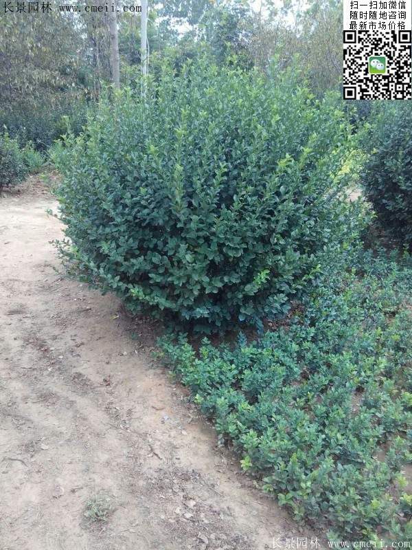 衛矛--長景 衛矛--長景