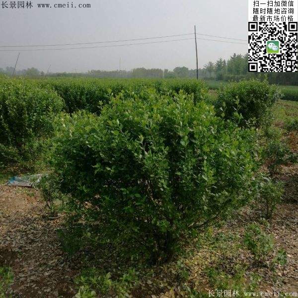 衛矛--長景 衛矛--長景