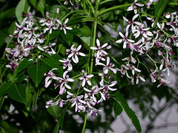 苦楝樹市場價格 苦楝樹市場價格