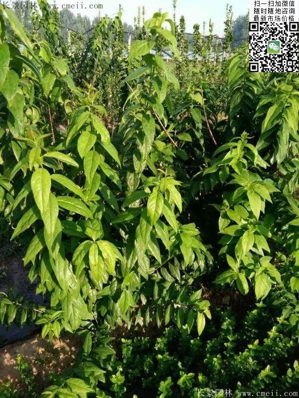 叢生臘梅花 叢生臘梅花