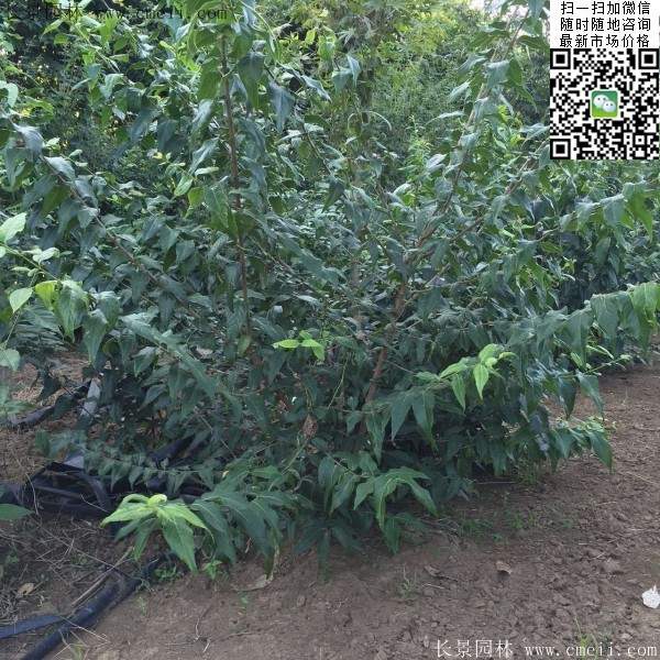 叢生臘梅花 叢生臘梅花