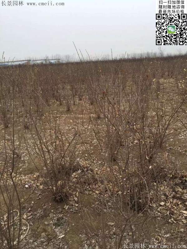 沭陽臘梅樹 沭陽臘梅樹