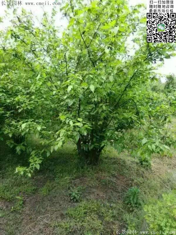 沭陽(yáng)臘梅花