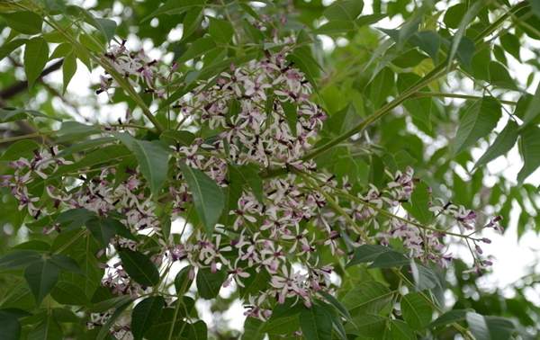 苦楝樹(shù) 苦楝樹(shù)