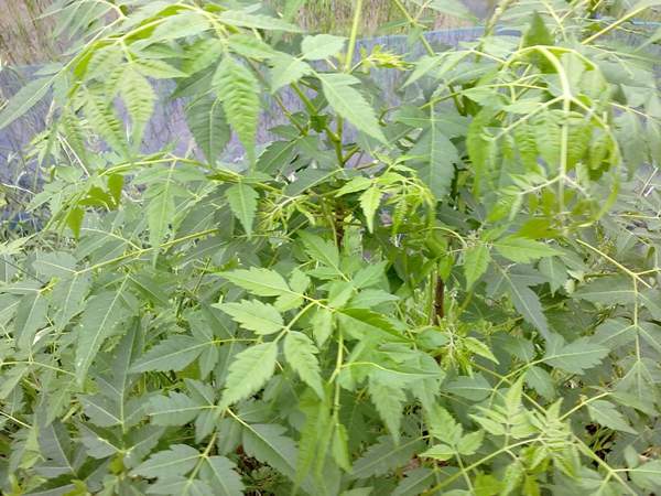 苦楝樹(shù)小苗 苦楝樹(shù)小苗