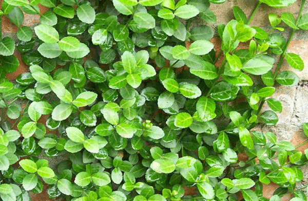 衛矛--長景園林 衛矛--長景園林