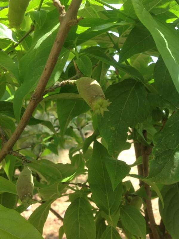 華東臘梅樹批發(fā) 華東臘梅樹批發(fā)