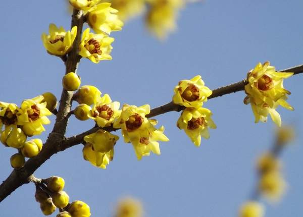 臘梅樹(shù)市場(chǎng) 臘梅樹(shù)市場(chǎng)