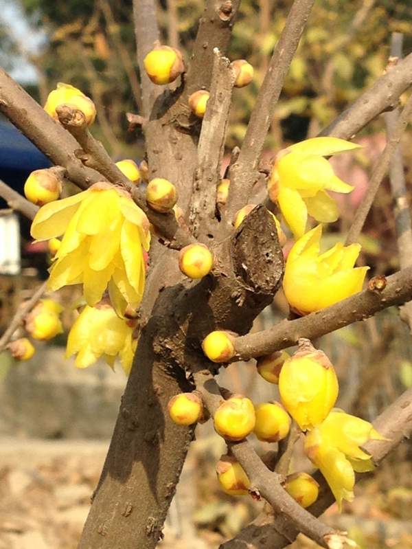 臘梅樹(shù)市場(chǎng) 臘梅樹(shù)市場(chǎng)