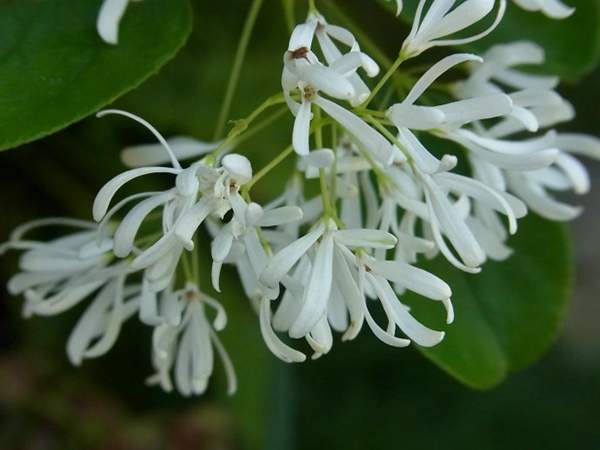 流蘇樹照片 流蘇樹照片