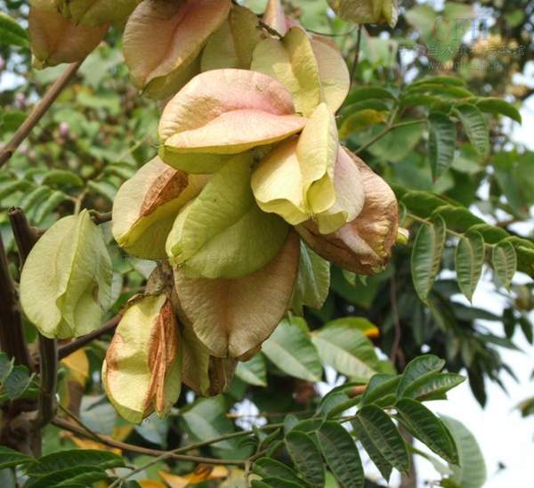 欒樹養護 欒樹養護