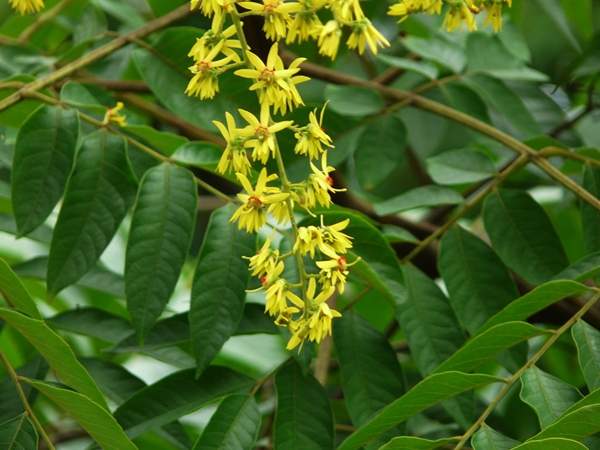 欒樹基地 欒樹基地