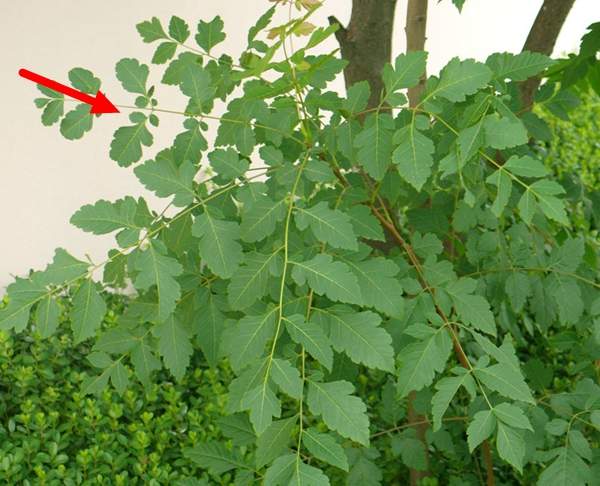 復羽葉欒樹 復羽葉欒樹