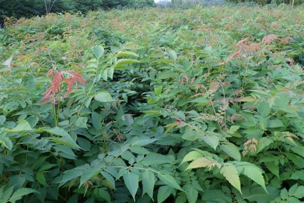 欒樹價(jià)值 欒樹價(jià)值