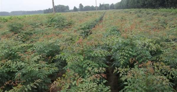 欒樹價(jià)值 欒樹價(jià)值