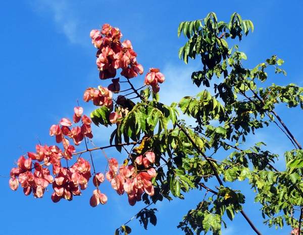 欒樹價(jià)值 欒樹價(jià)值