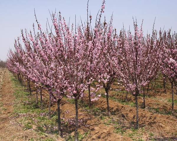 美人梅修剪 美人梅修剪