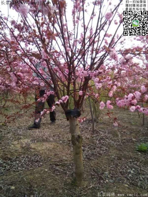 美人梅價值 美人梅價值